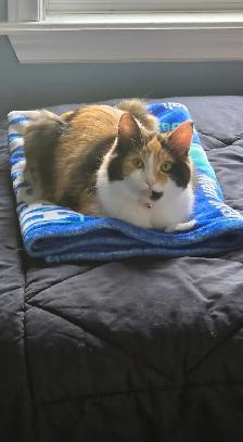 1 year old female cat