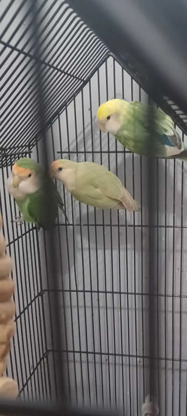 grande cage tout équipé avec 3 inséparable de 1ans1/2 $380