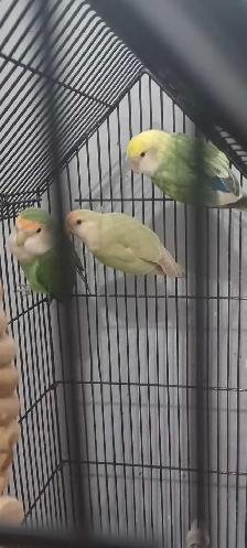 grande cage tout équipé avec 3 inséparable de 1ans1/2 $380