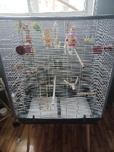 grande cage tout équipé avec 3 inséparable de 1ans1/2 $380 - Photo 2