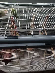 grande cage tout équipé avec 3 inséparable de 1ans1/2 $380 - Photo 4
