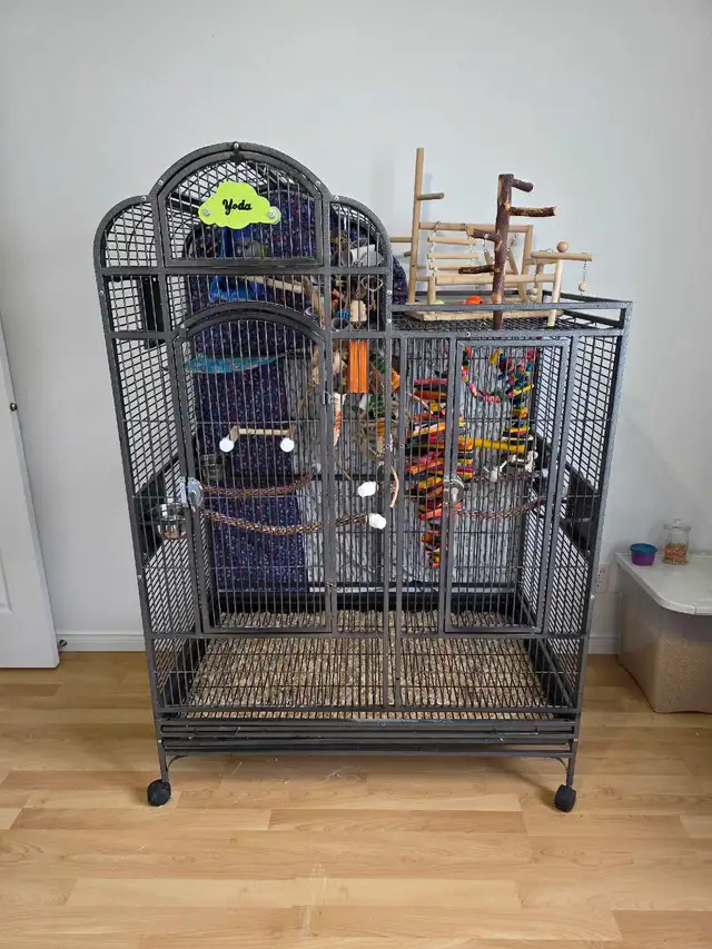youyou du Sénégal  avec ou sans grande cage