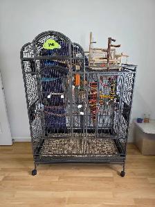 youyou du Sénégal  avec ou sans grande cage