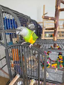 youyou du Sénégal  avec ou sans grande cage - Photo 4