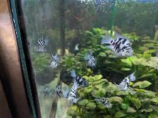 Polar blue Parrot Cichlids