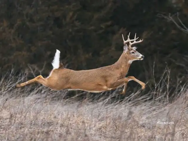 meat cutter wild game
