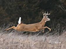 meat cutter wild game