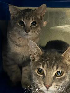 Silver Tabby Kittens Available for Adoption