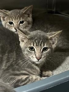 Silver Tabby Kittens Available for Adoption - Photo 2