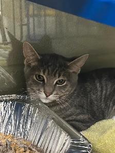 Silver Tabby Kittens Available for Adoption - Photo 3