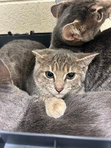 Silver Tabby Kittens Available for Adoption - Photo 4