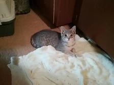 Silver Tabby Kittens Available for Adoption - Photo 5