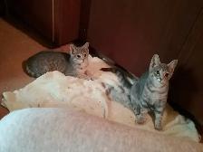 Silver Tabby Kittens Available for Adoption - Photo 6