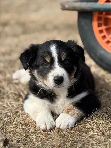 Border Collie Puppies