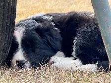 Border Collie Puppies - Photo 2