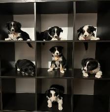Border Collie Puppies - Photo 3