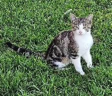 Farm Kittens - Photo 2