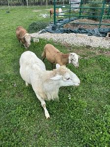 Purebred Katahdin Rams for sale