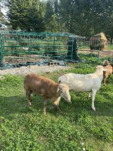 Purebred Katahdin Rams for sale - Photo 2