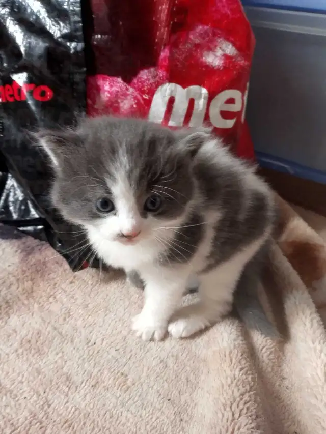 Chatons a réservés