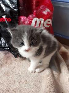 Chatons a réservés
