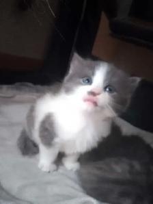 Chatons a réservés - Photo 2