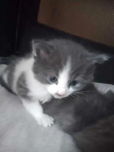 Chatons a réservés - Photo 3