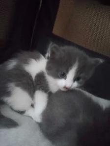 Chatons a réservés - Photo 4
