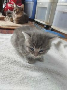 Chatons a réservés - Photo 5