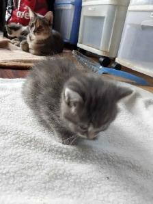 Chatons a réservés - Photo 6
