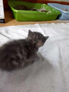 Chatons a réservés - Photo 7