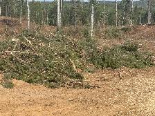 Cash paid daily! pine cone pickers needed - Photo 2