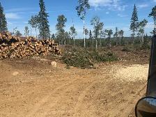 Cash paid daily! pine cone pickers needed - Photo 3
