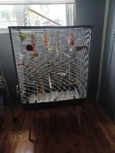 grande cage tout équipé avec 3 inséparable en bonne santé $380 - Photo 3