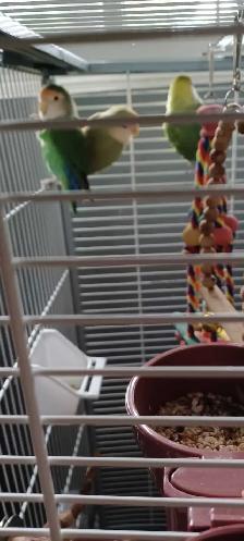 grande cage tout équipé avec 3 inséparable en bonne santé $380 - Photo 4