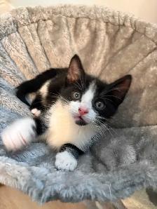 sweet kitten