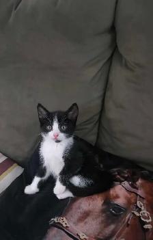 sweet kitten - Photo 5