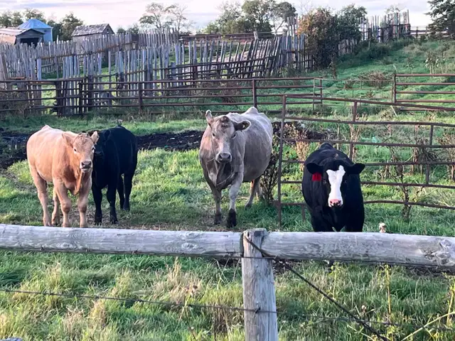 Mid aged cows with calves at foot