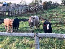 Mid aged cows with calves at foot