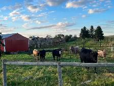 Mid aged cows with calves at foot - Photo 2