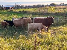 Mid aged cows with calves at foot - Photo 3