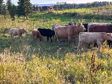 Mid aged cows with calves at foot - Photo 4