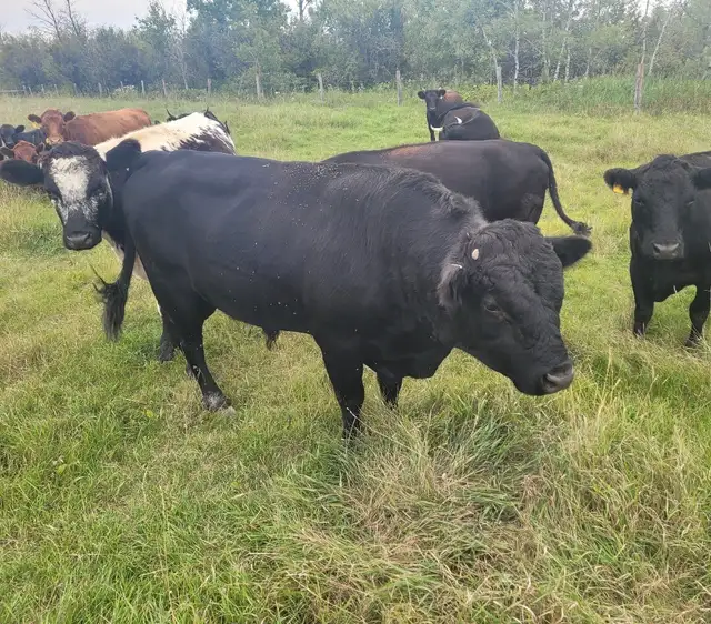 3 year old registered Dexter bull