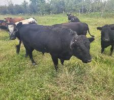 3 year old registered Dexter bull