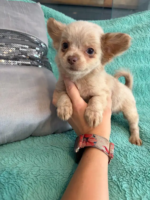 PERÊT! Chihuahua mâles