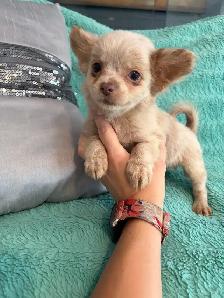 PERÊT! Chihuahua mâles