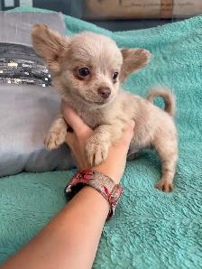 PERÊT! Chihuahua mâles - Photo 2
