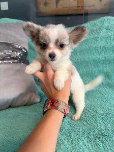PERÊT! Chihuahua mâles - Photo 3