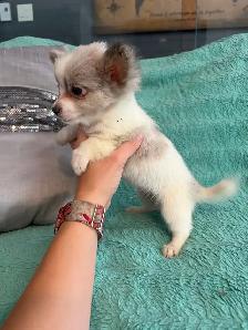 PERÊT! Chihuahua mâles - Photo 4