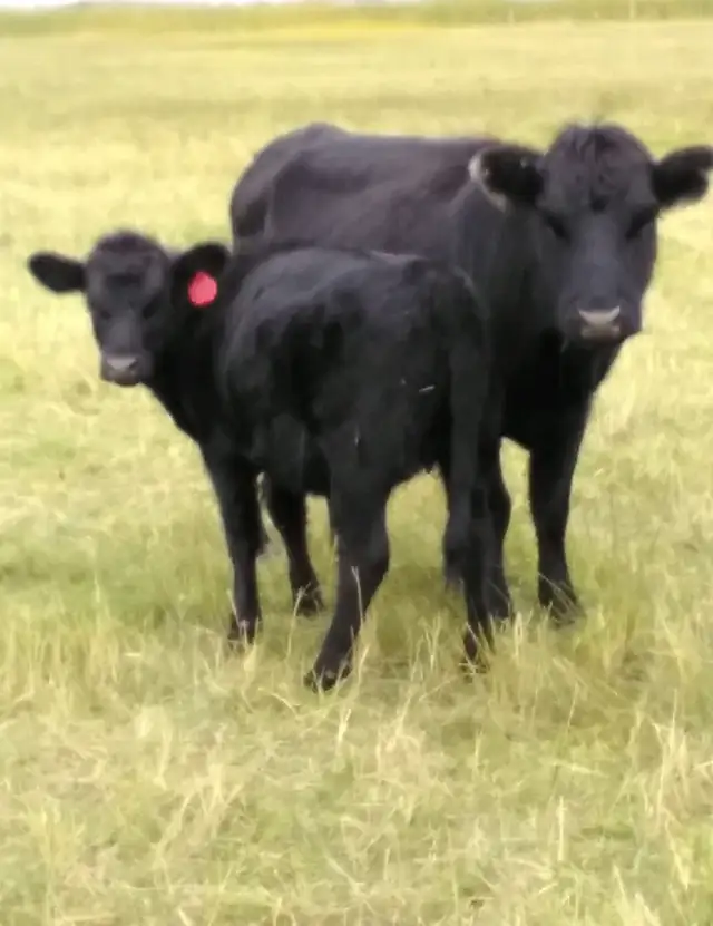 2 Dexter cow&calf pairs